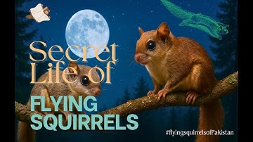 Gliders of the Night:  Flying Squirrels of Pakistan