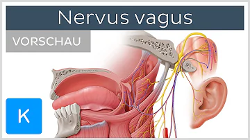Was versorgt der Nervus Vagus?