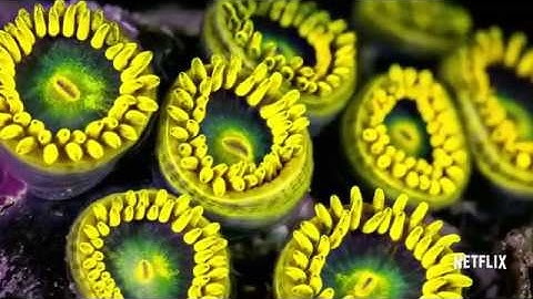 Jeff Orlowski on Chasing Coral