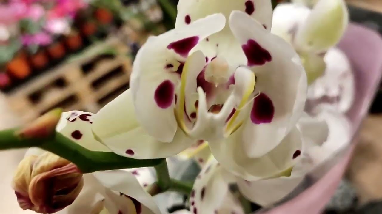 06.03.26г.Глобус много орхидей! 🌺