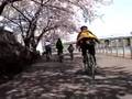 北上河原桜並木自転車走行(2006)