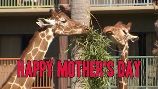 Three generations of giraffe celebrate Mother’s Day at Disney’s Animal Kingdom Lodge