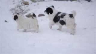 Funny Puppies