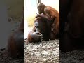 A Cute Couple of Orangutans Will Melt Your Heart#shorts#orangutans#funnyvideo#funnyanimals