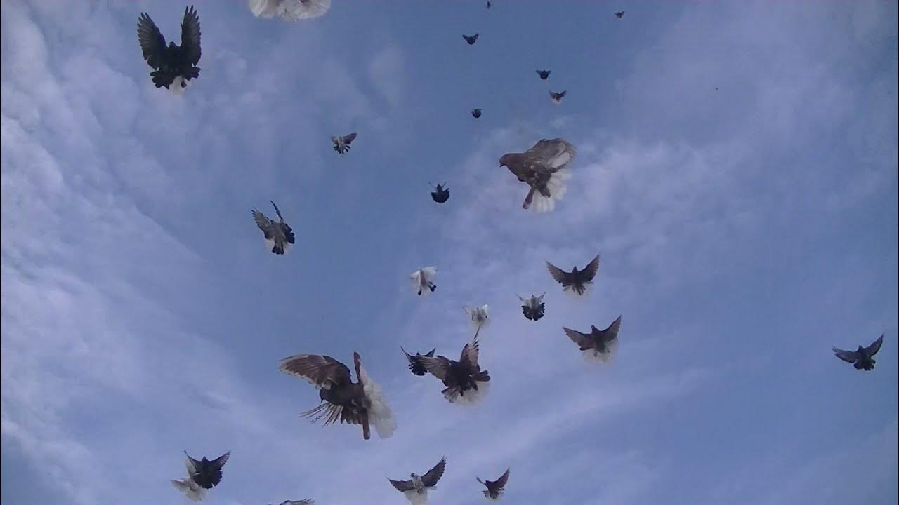 Полет николаевских голубей. Фото николаевских голубей в полете. Николаевские голубоморые голуби. Очень красивый полет николаевских голубей видео в Одноклассниках.