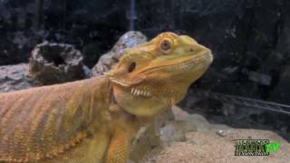 Zilla | Tour of Zilla Headquarters - Reptile Lab Tour