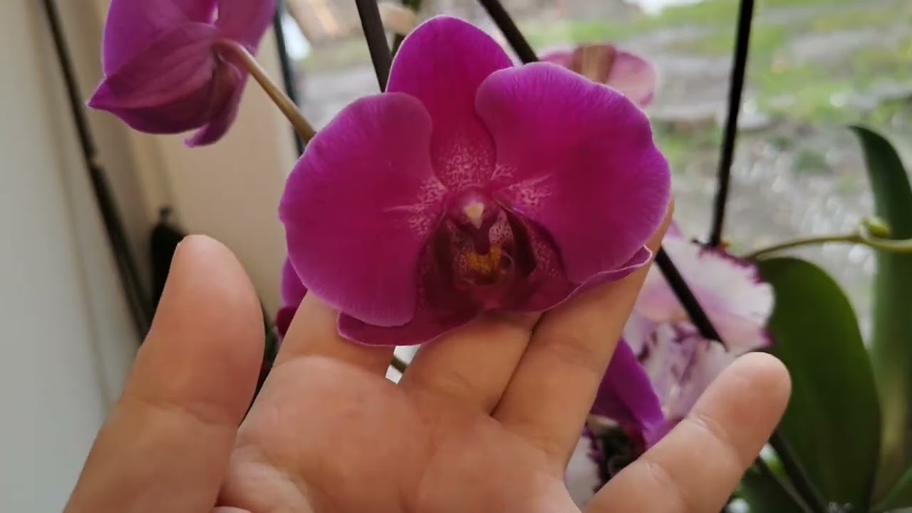 Новый стеллаж для фиалок, цветение фиалок и орхидей, кормушка для птиц. 27.10.2025