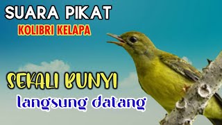 Mikat Pakai Mp3 Korlap Betina Memanggil Jantan