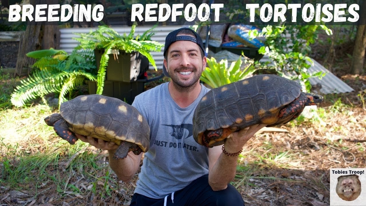 breeding-redfoot-tortoises-youtube