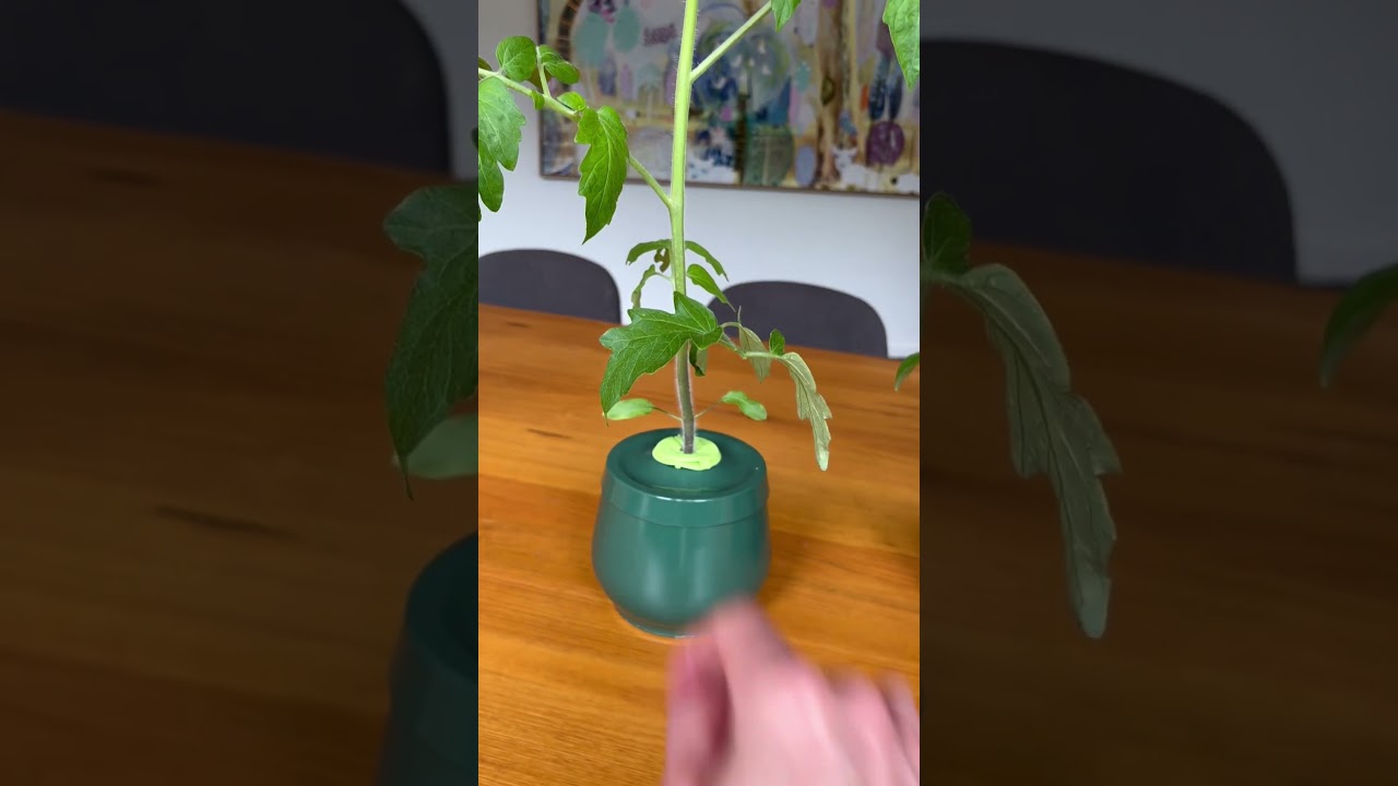 Check out the difference! Hydroponic vs soil growing