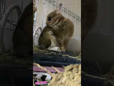 靴下を履くチャレンジしてました🐇🧦