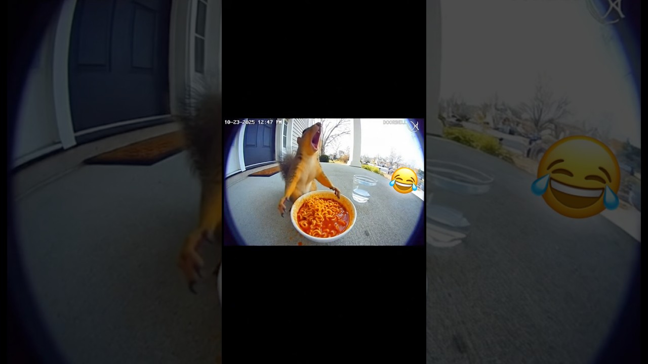 Squirrel eats Ramen noodles