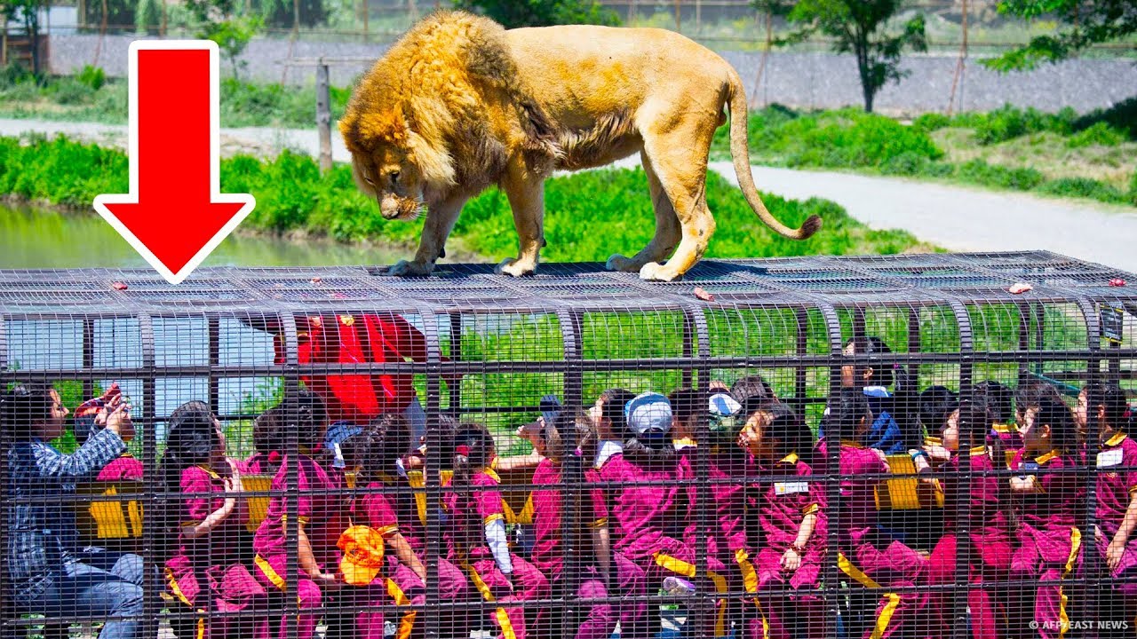 Ein Zoo, in dem Menschen in Käfigen und Tiere frei sind