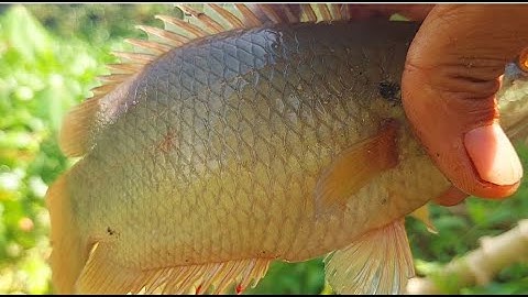 CÂU CÁ RÔ ĐỒNG, thu phục những con rô mề ẩn nấp dưới đám lực bình lâu năm |fishing HQBL #131