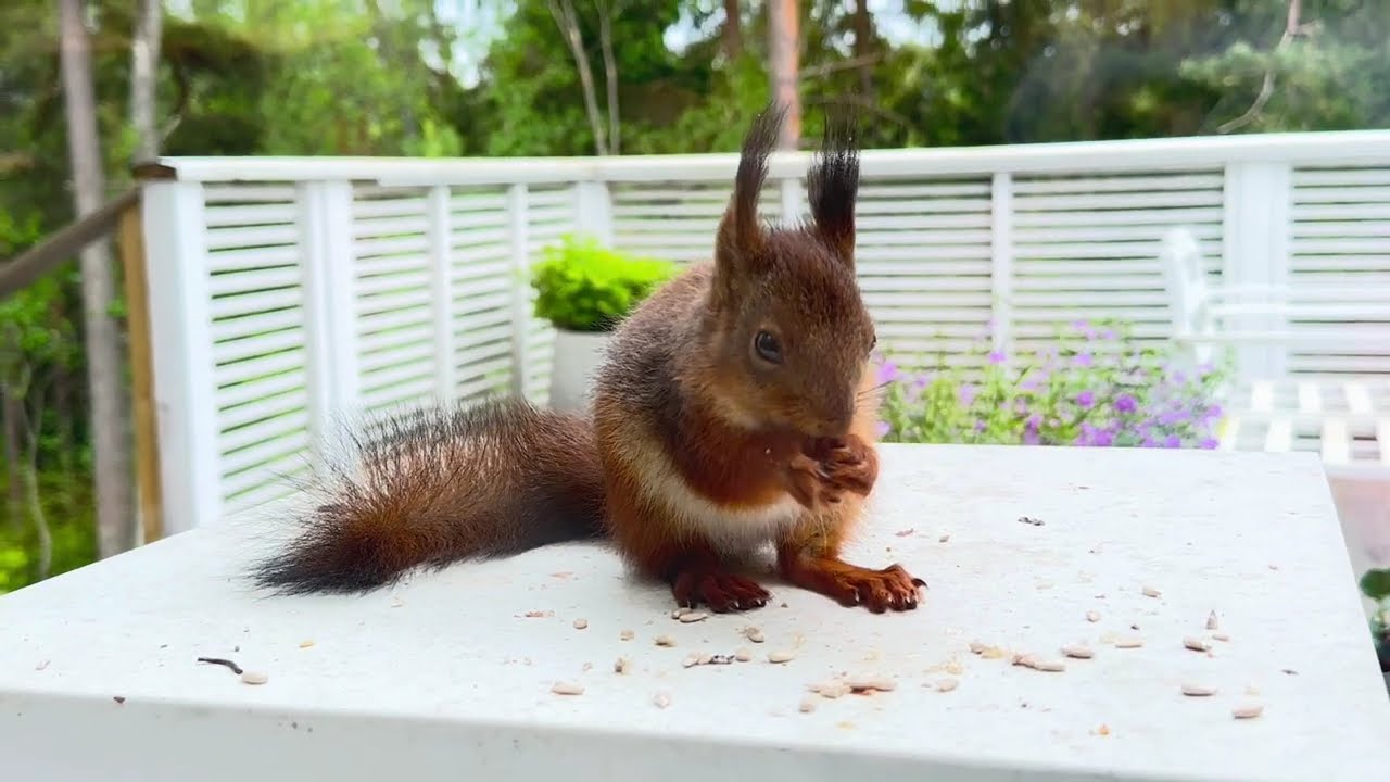Squirrel Meditation - Baby Squirrel is Eating Raw Seeds 