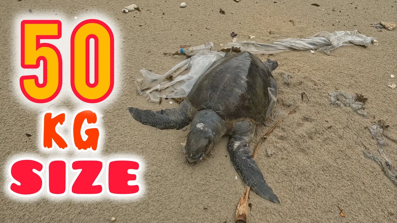 ঘুরতে ঘুরতে দেখা মিললো  50kg ওজনের বিশাল এক কচ্ছপ @ANDAMAN_HUNTERS 