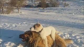 Beautiful big dogs play in the snow - Alabai,  Tosa Inu, Caucasian Ovcharka... by mbeslic 4,935 views 6 years ago 1 minute, 20 seconds