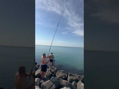 🎣 STINGRAY🌅Огромного СКАТа поймали рыбаки в Одессе. Надеемся отпустили обратно в море? #fishing
