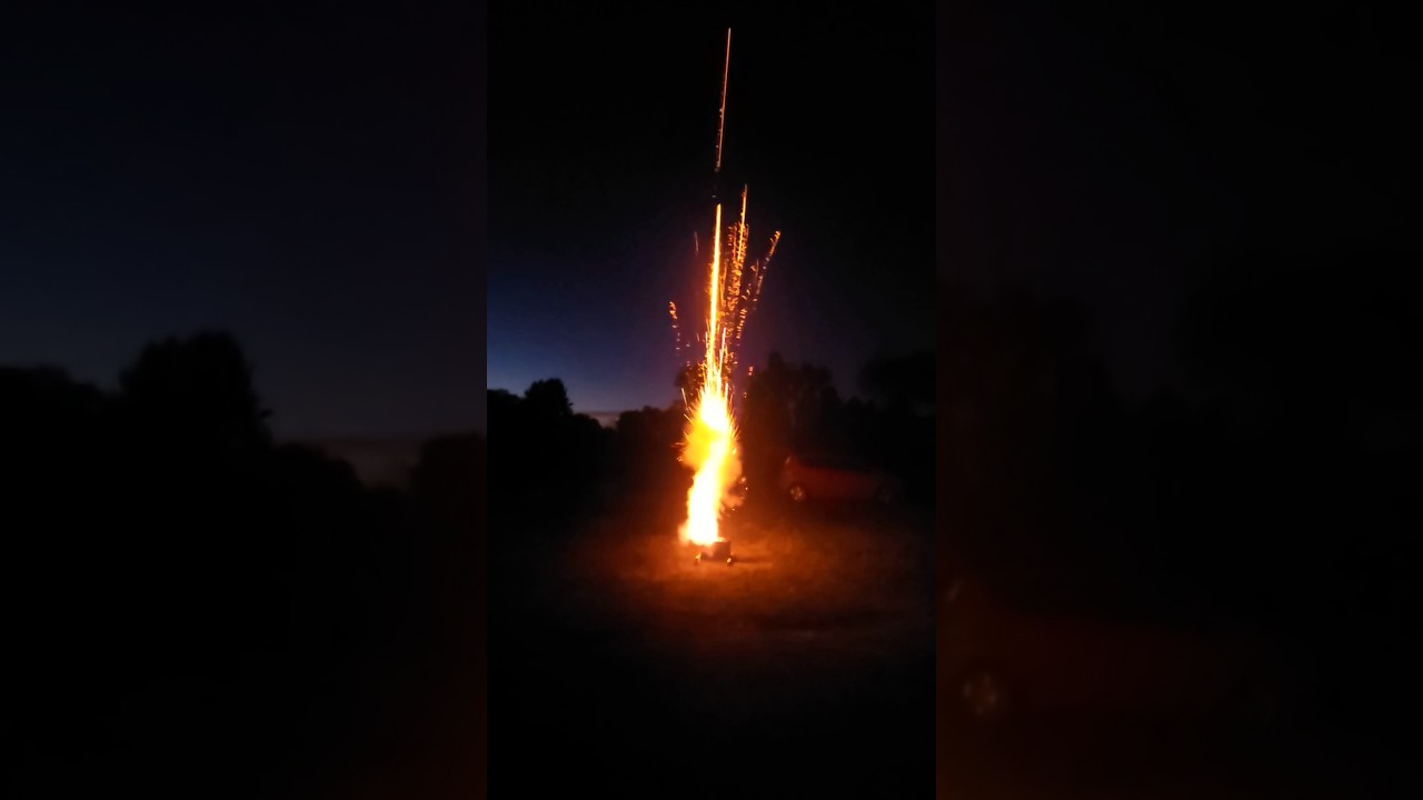 Tiger Tail Shell Suns 