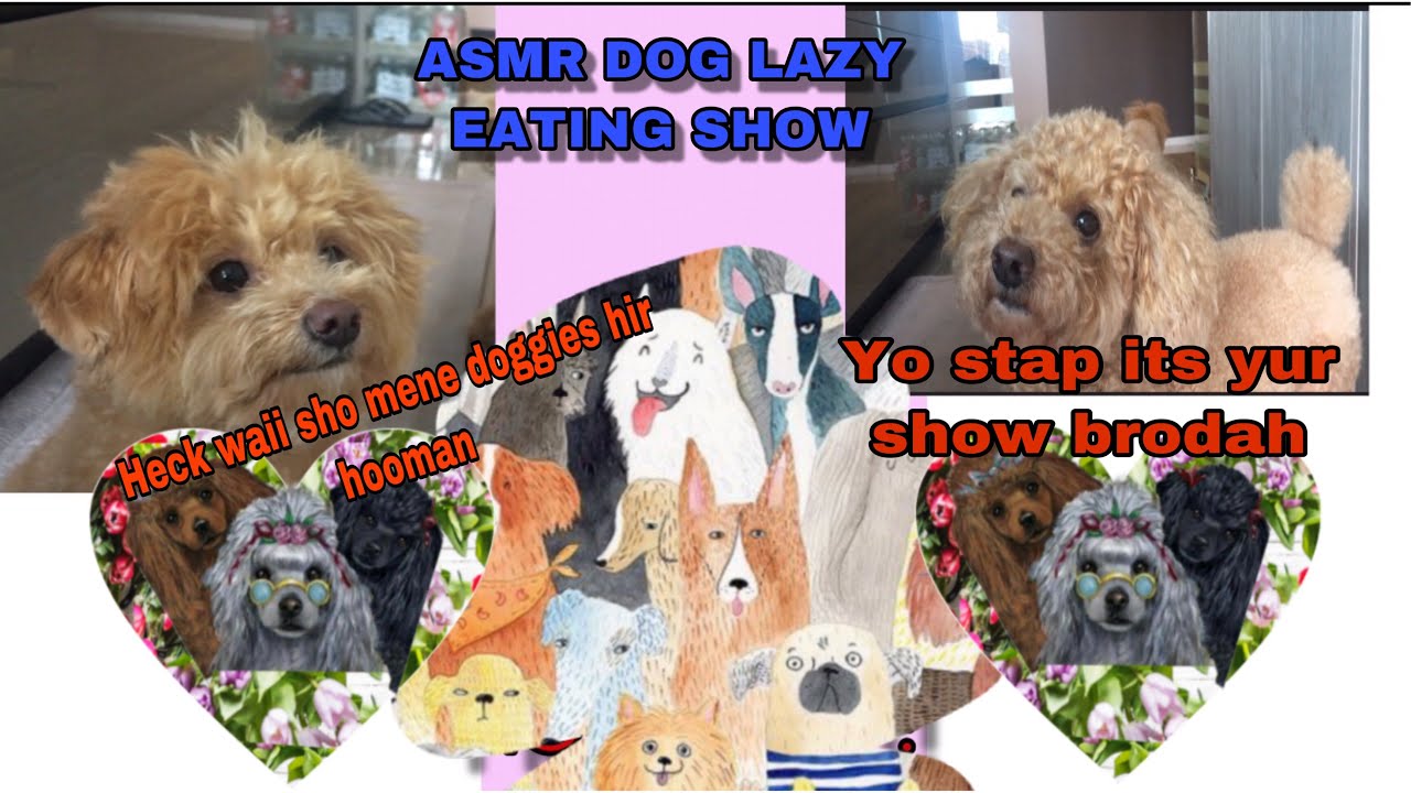 Lazy Dog Eating Cabbage ASMR DOG TALKING DOGS Substitle YouTube