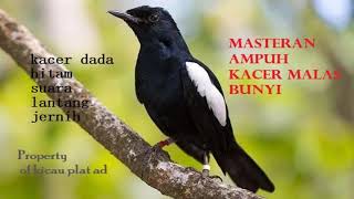 SUARA KACER LOKAL || MASTERAN KACER DADA HITAM || KACER DADA HITAM || KACER NGEPLONG @kicauplatad9859