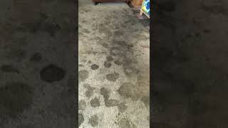 Bundle Deal 3 rooms stairs hallway $175 Book today www.justrightcarpetcleaningsc.com