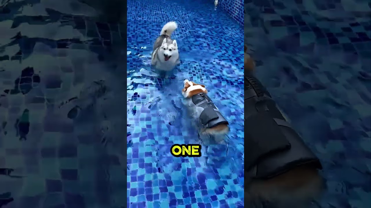 Small Dog vs Husky: Underwater Challenge
