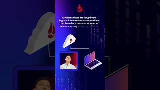 Elephant Flows: Understanding Network Traffic | Backblaze Network Stats