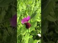 Nature #nature