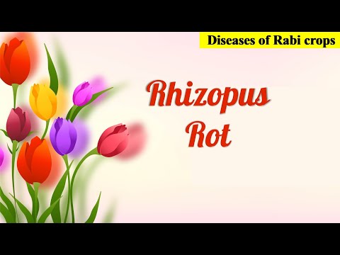 Video: What Causes Peach Rhizopus Rot – Gjenkjenne Peach Rhizopus-råtesymptomer