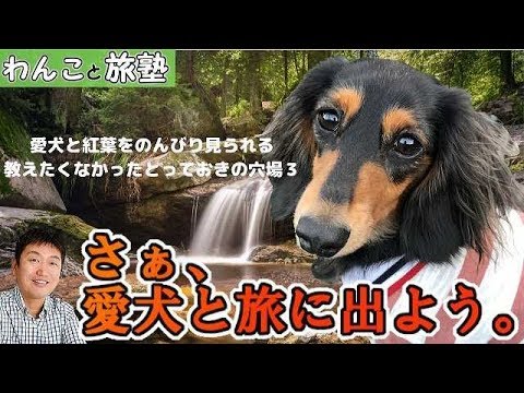 わんこと旅塾~愛犬との旅編 本当は教えたくなかった愛犬とのんびりできる最高の紅葉穴場スポット3 - YouTube