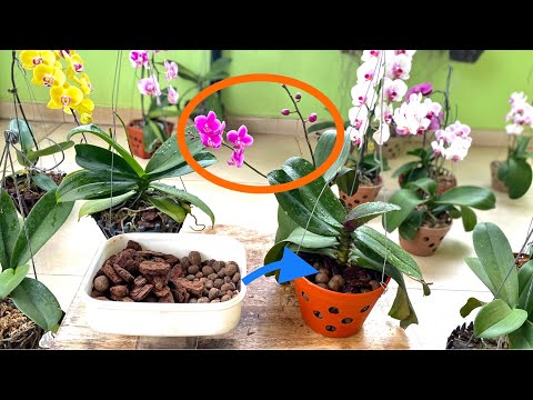Video: Hvad skal man gøre, når en orkidé falmer, hvordan plejer man den korrekt i denne periode?