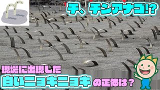 チ、チンアナゴ!?現場に出現した白いニョキニョキの正体は？