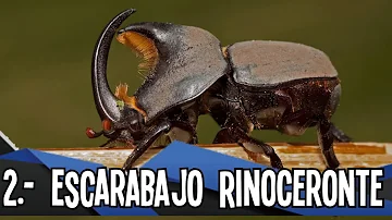 ¿Cuál es el insecto más pesado?