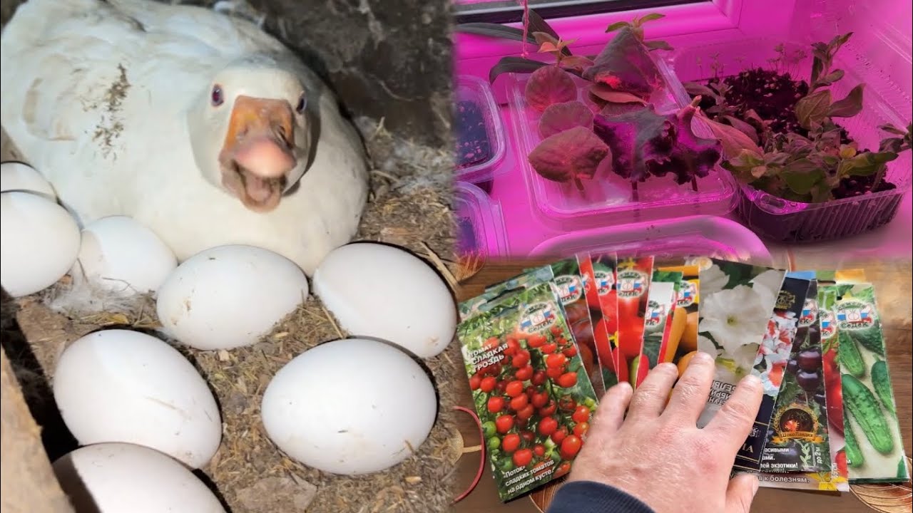 Ի՞ՆՉ ՑԱՆԵԼ ՓԵՏՐՎԱՐԻՆ 🌱 ❄️- Առաջին թուխսը