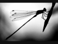 Red House Painters - Dragonflies