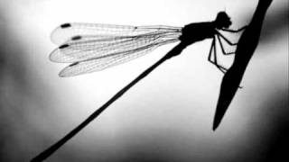 Watch Red House Painters Dragonflies video