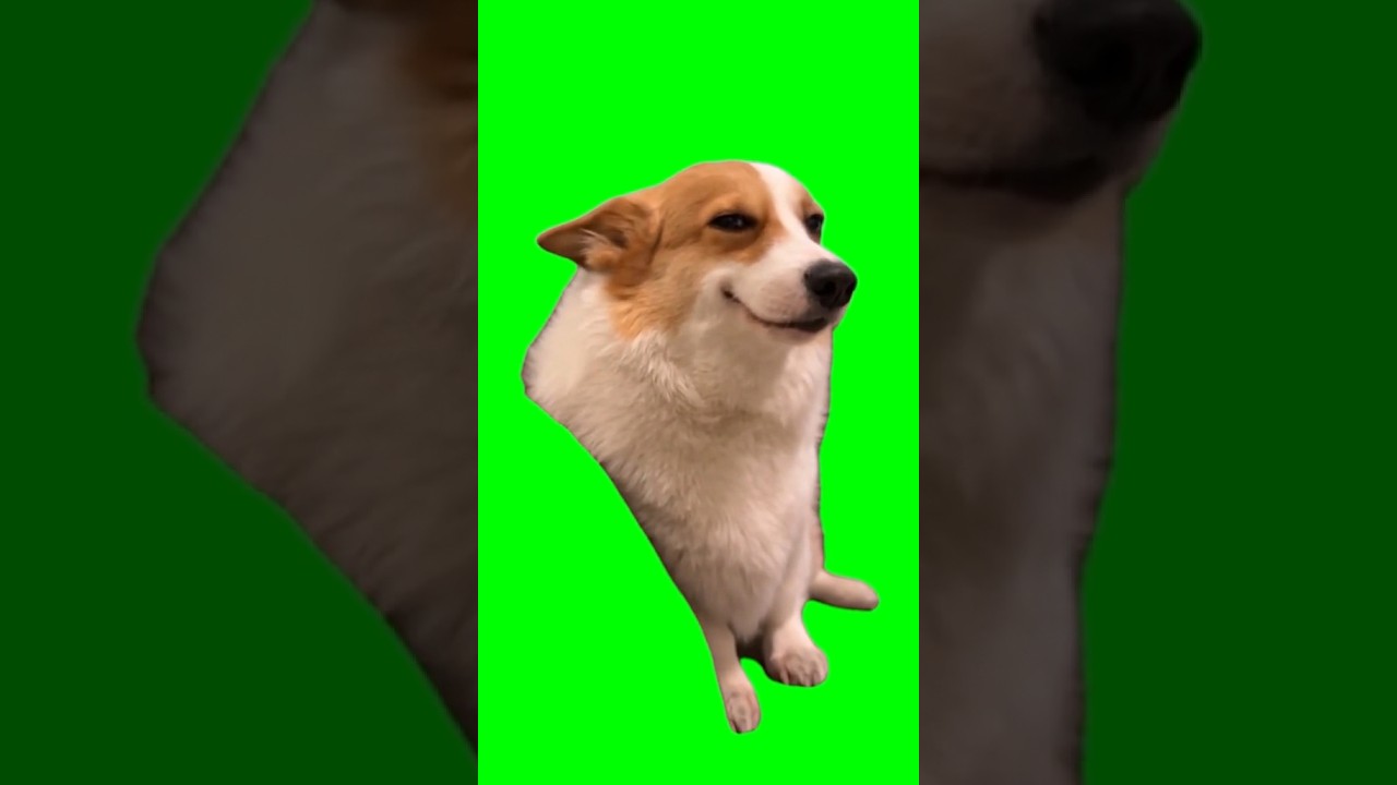Smiling Dog Meme Green Screen Effect 😏 