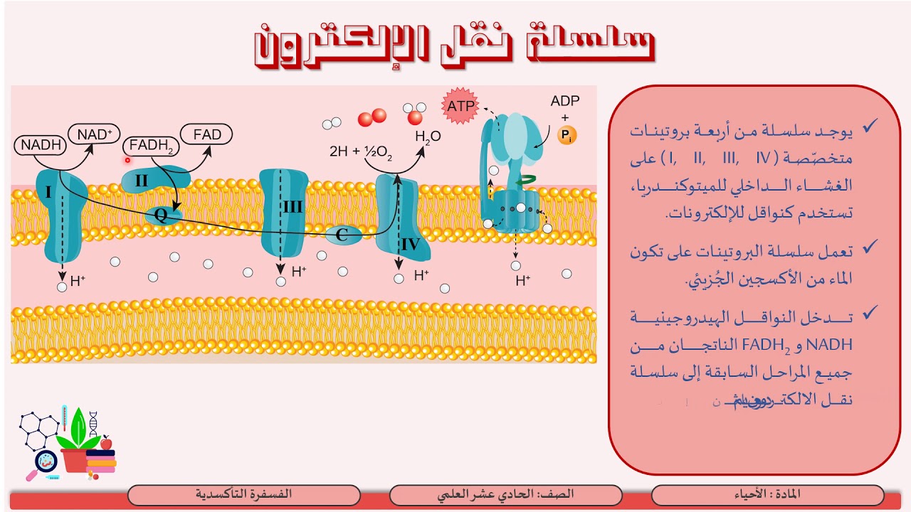 الصف الحادي عشر   المسار العلمي   الأحياء   التنفس الهوائي 4   الفسفرة التأكسدية