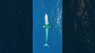 Blue Whale: The Largest Animal Ever ? #fact #amazinganimals #animal #bluewhales #shorts