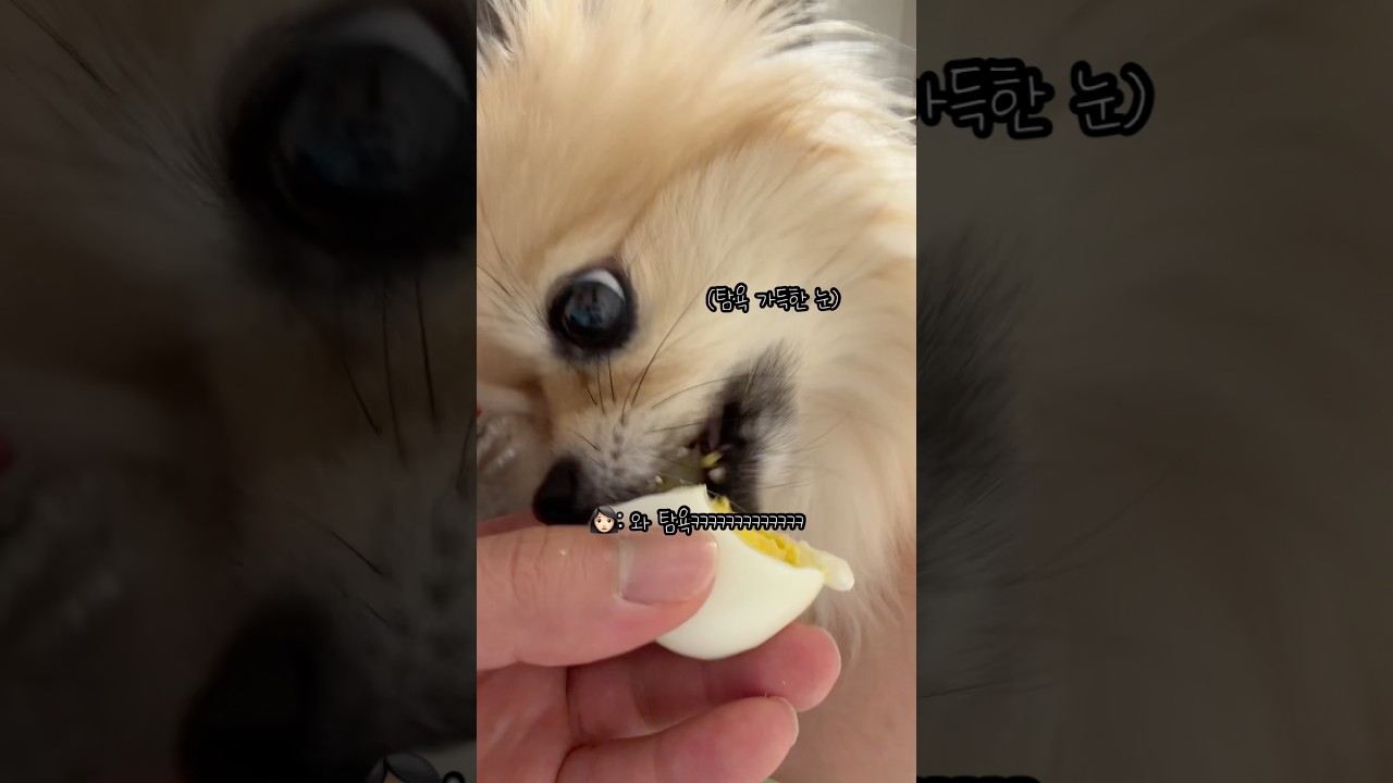 노른자에 눈 돌아간 갱이씨