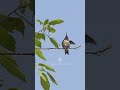 Hummingbird flying video | flying away in slow motion