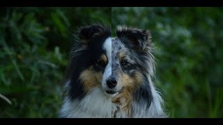 DOUBLE DOG TRICKS 2! | Airin & Jessie | 2 amazing shelties! by Terka Šubrtová 4,113 views 6 years ago 3 minutes, 29 seconds