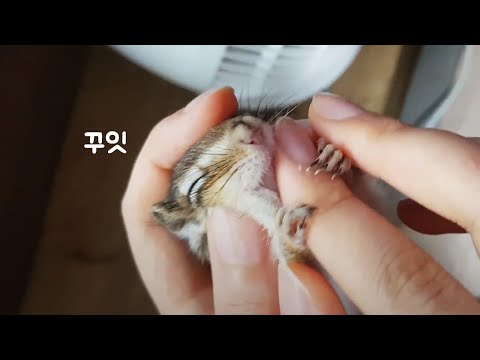 다람쥐 볼따구니 점검 나왔습니다