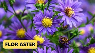 Aster - Flor Aster, planta delicada decorativa, enfeita, lar, jardins, praças, quintal.