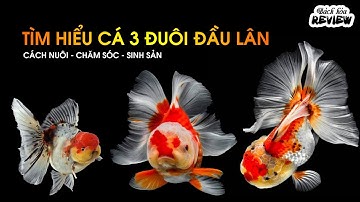Tìm hiểu cá 3 đuôi đầu lân: Cách nuôi, chăm sóc, màu sắc và sinh sản