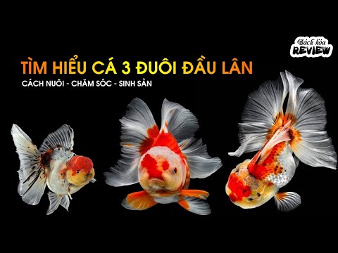 Video: Cá đầu lân: ảnh, mô tả. kỳ lân cá voi