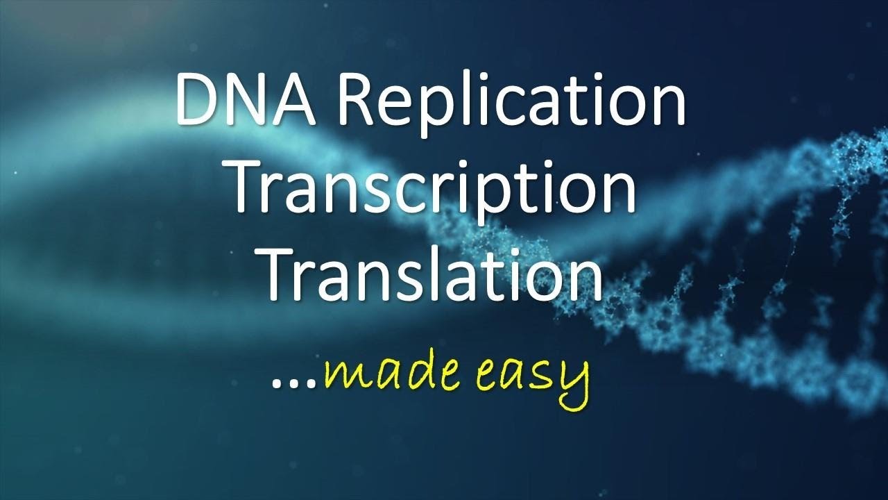 DNA Replication, Transcription, Translation