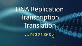 DNA Replication, Transcription, Translation