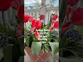 How to prepare potting soil for the spring bulbs and how to plant spring bulbs in the pots.